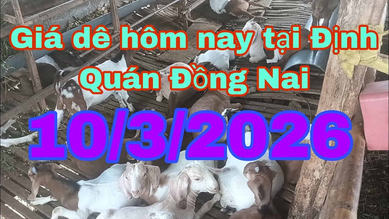 Gi&aacute; d&ecirc; h&ocirc;m nay tại Định Qu&aacute;n Đồng Nai 10/3/2026 - &Ugrave; s&aacute;ng nu&ocirc;i d&ecirc;