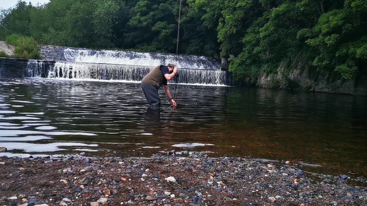 Dry fly fishing on the river Dodder in Dublin