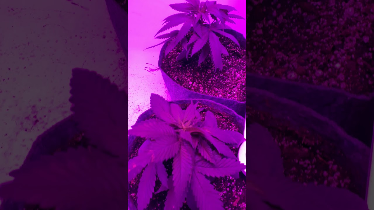 Dank bag seeds 2 weeks into veg....1st full week in Aurora potsp