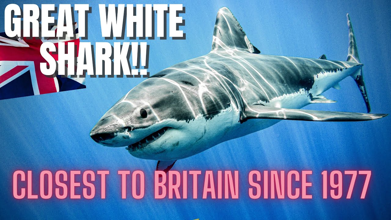 Closest GREAT WHITE SHARK confirmed to BRITAIN this week! Spanish beaches CLOSED!! 🦈
