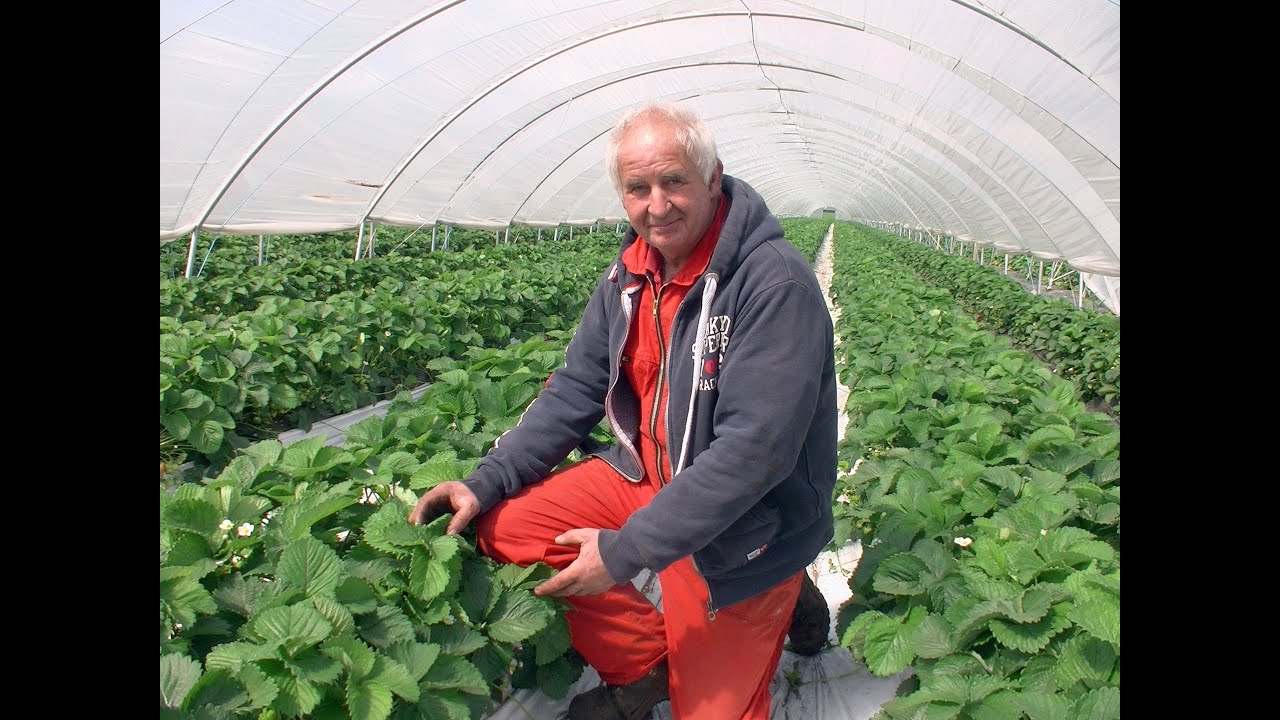 Bij Luysterburg in Heerle spelen asperges en aardbeien de hoofdrol