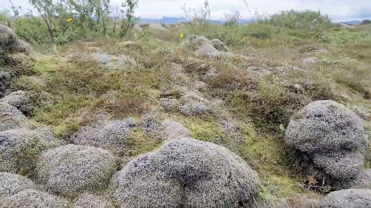 Green Lava field covered with Moss at Iceland 🇮🇸 (July 2022)