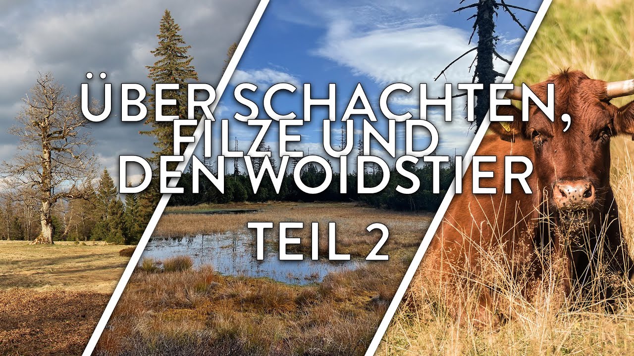 Über Schachten, Filze und den Woidstier (Teil 2) | WILDNIS G'SCHICHTN (5) | Podcast
