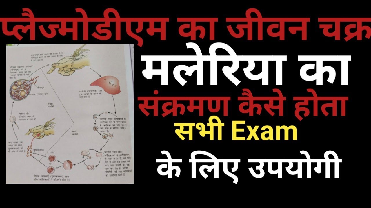 मलेरिया रोग, प्लाज्मोडियम मेलेरियाई का जीवन चक्र, मलेरिया रोग का life cycle, मलेरिया रोग एनाफिलीज से