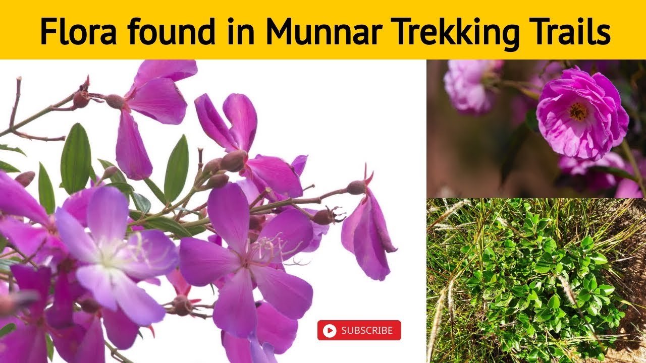 Flora found in Munnar Trekking Trails