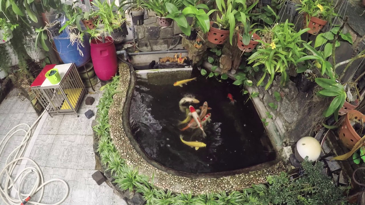 Mini Koi Pond Water Change - Hồ Koi mini