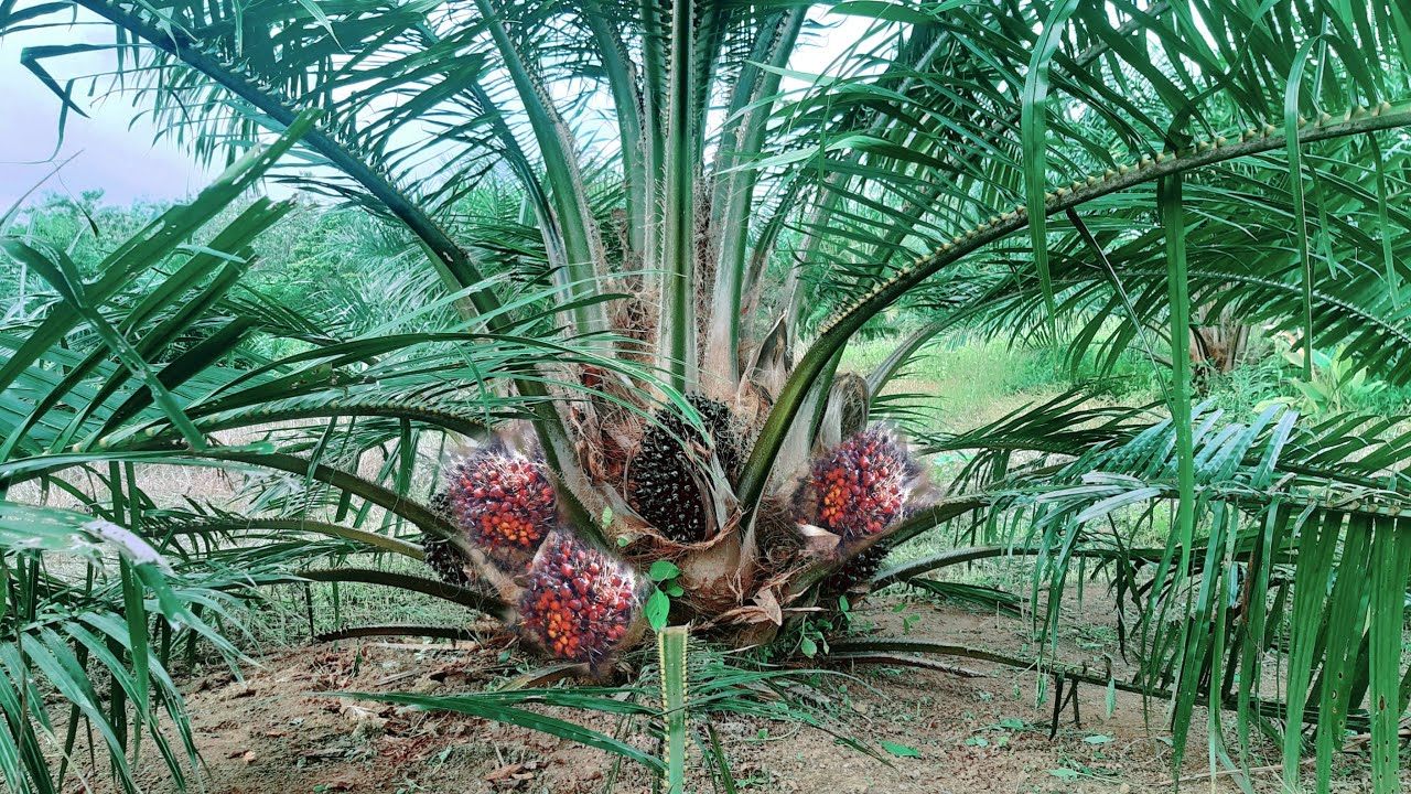 Sriwijaya 5 Usia 26 Bulan, Buahnya Makin Mantap, Siap Panen Perdana