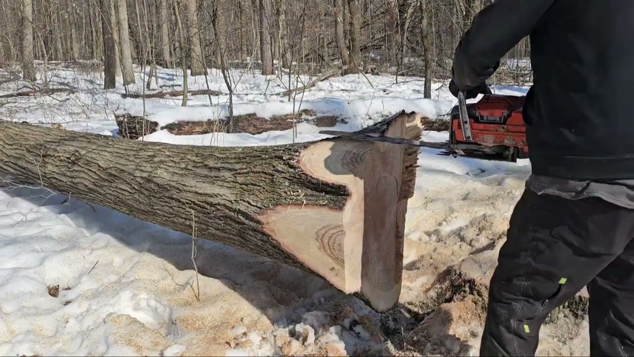 6 сезон, 13 серия. Новый Husqvarna 592XP валит деревья.