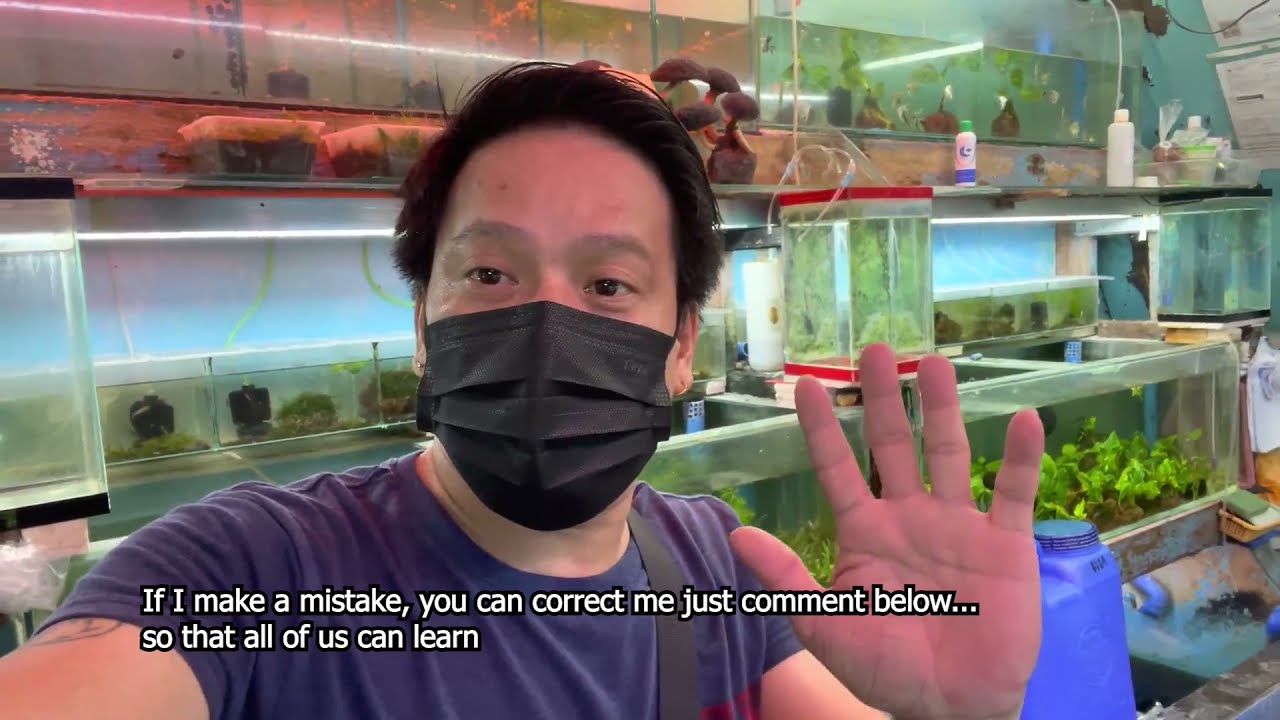 WATCH THIS BEFORE BUYING AQUATIC PLANTS & KOI FISH! #pingymson
