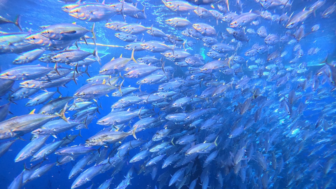 Ep 89 apat na tonelinada ang parsyal sa huli namen #fishing #fishboat #fish