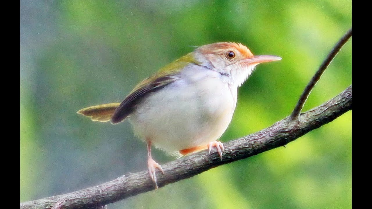 Jogja Archive | BURUNG PRENJAK DAN MITOS DATANGNYA TAMU