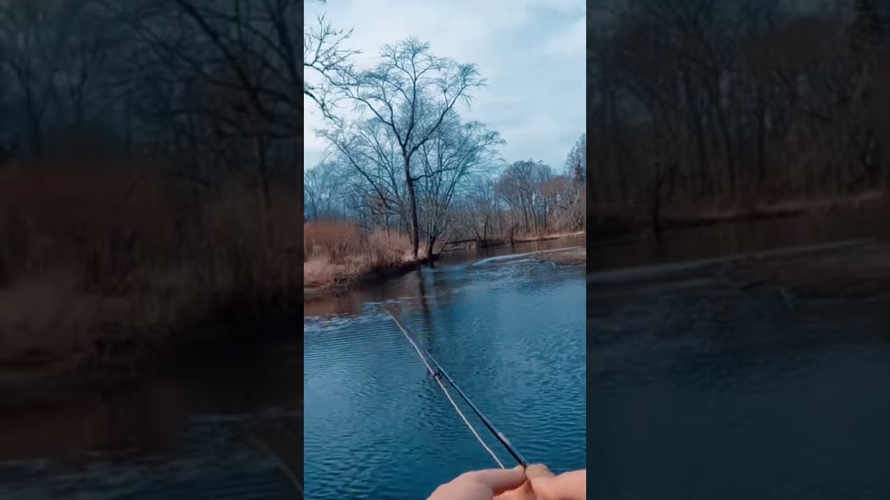 Fly fishing for trout