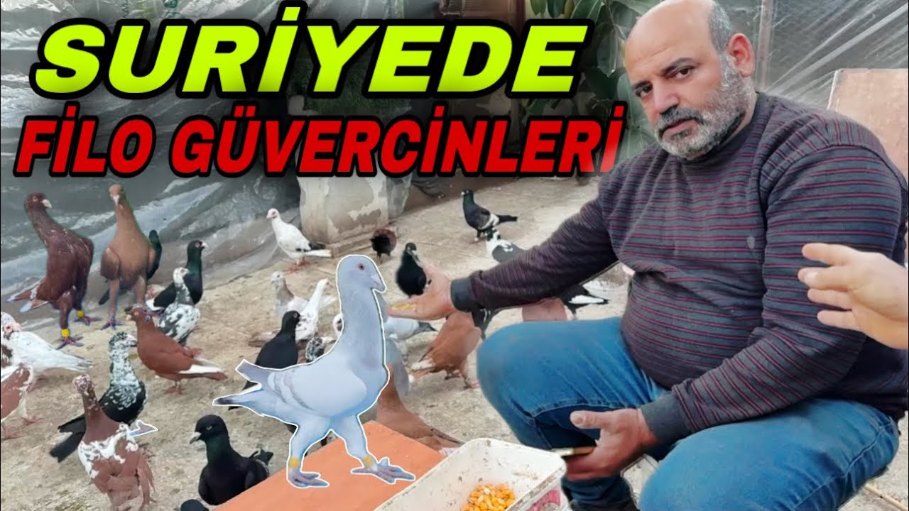 SURİYELİ BEŞIR’IN FİLO GÜVERCİNLERİ