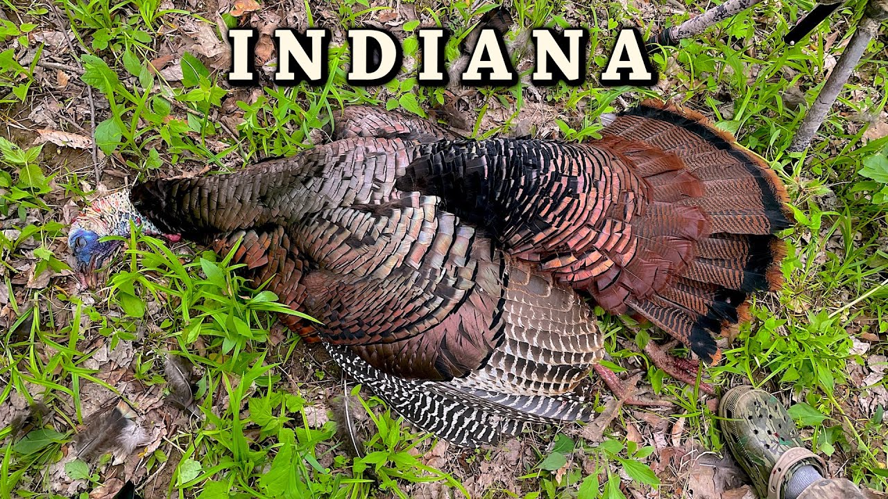 Close Range Standoff! Insane Gobbling and Hen Talk - Turkey Hunting with Jim Ryser