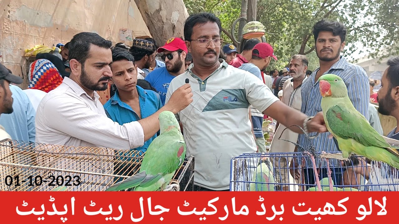 Lalukhet Birds Market Jaal Rate Update 01-10-2023