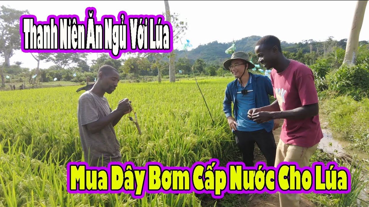 Một vụ Lúa vất vả ở Angola|| 2Q Vlogs Cuộc Sống Châu Phi