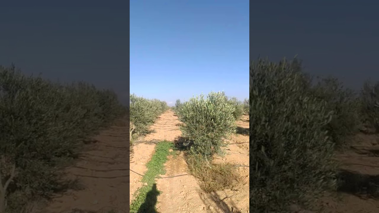 زيتون نوع  جلط ابو شوكه +نبالي شبه مكثف