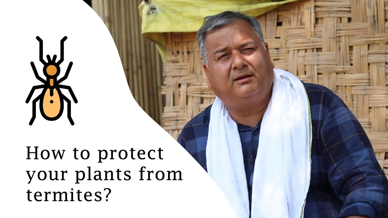 How to protect your plants from termites?