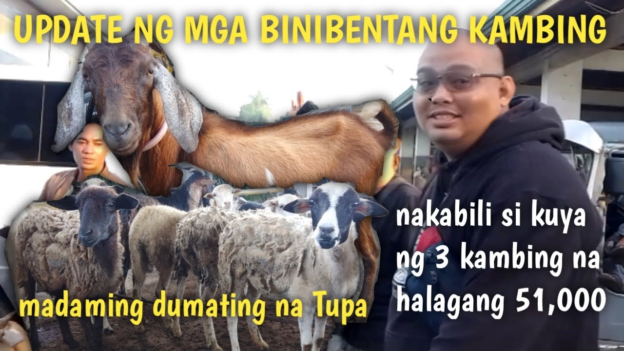 Price Update ng mga binibentang kambing Padre Garcia Batangas