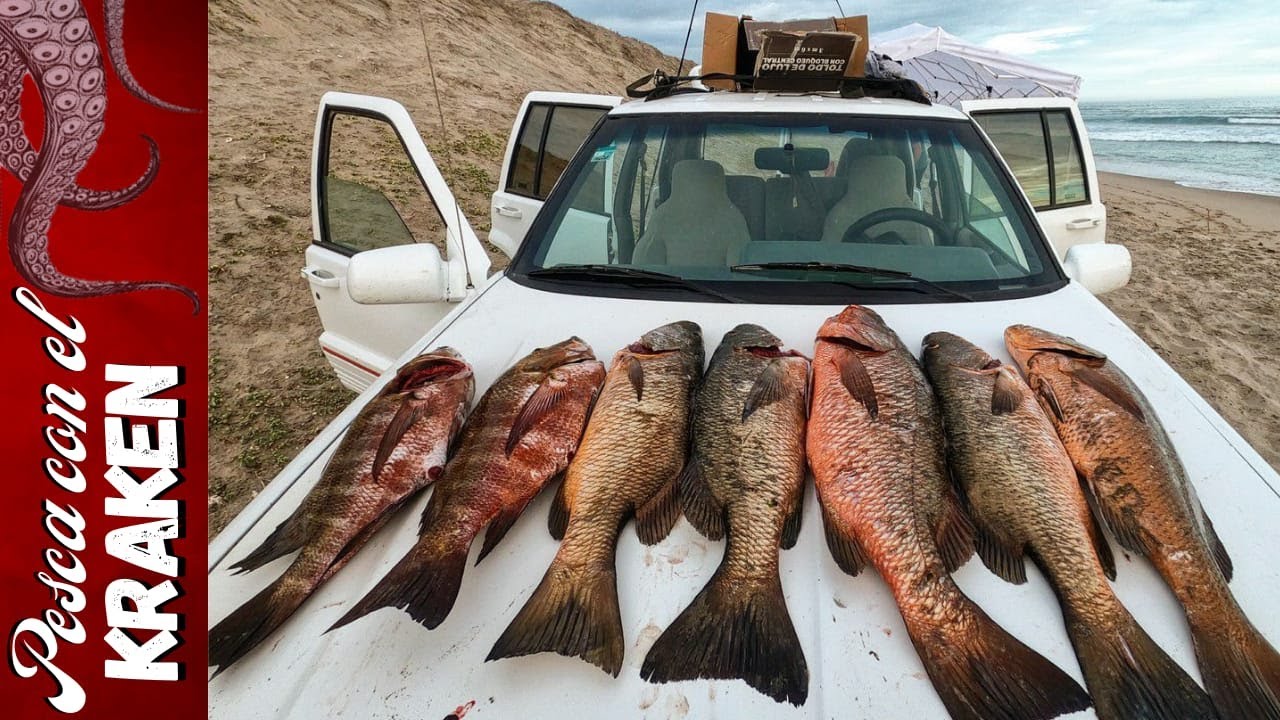 PARGOS GRANDES!!! | jornada perfecta | KRAKEN LURES