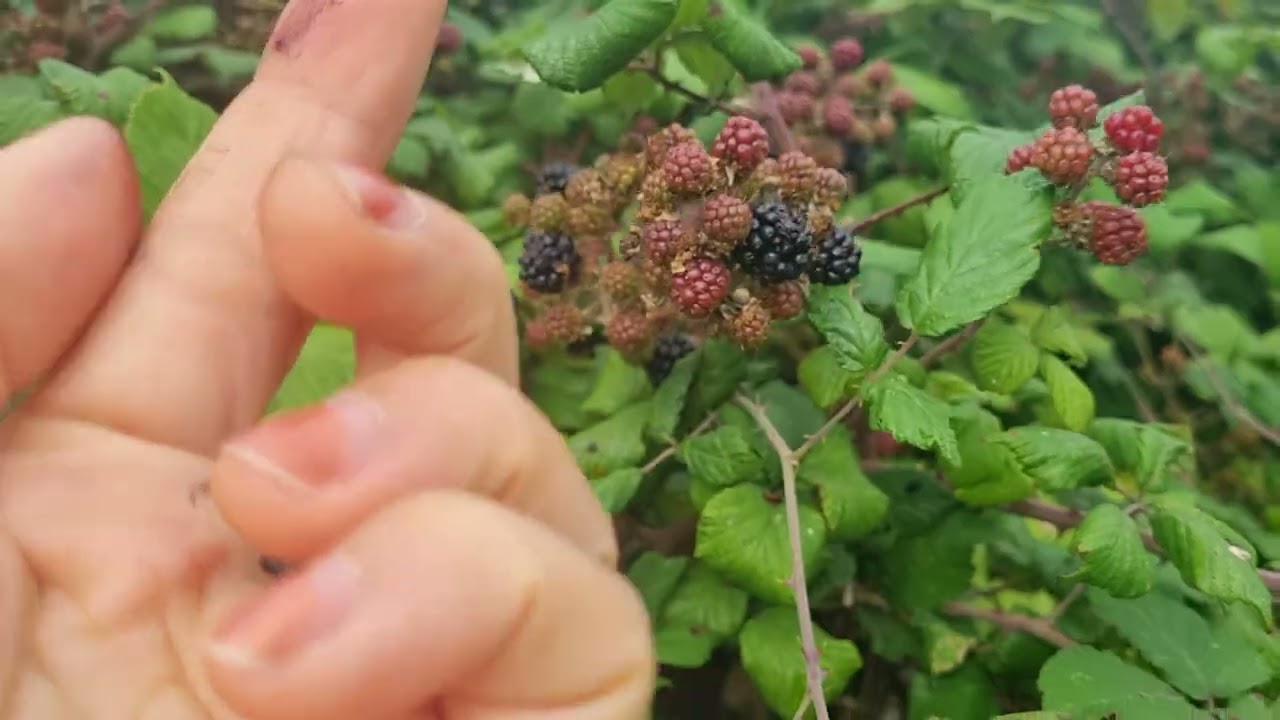 Collecting Black berries 