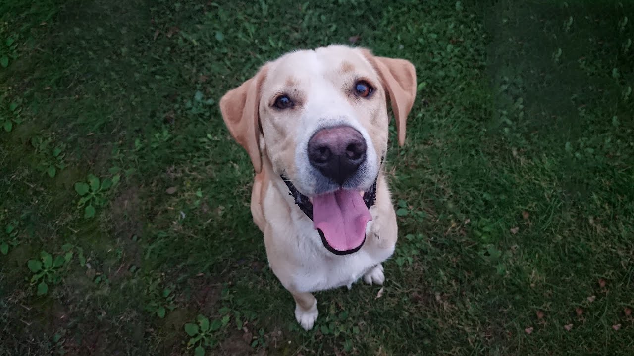 a goodbye to my handsome boy🤍 (puppy tribute - to build a home)