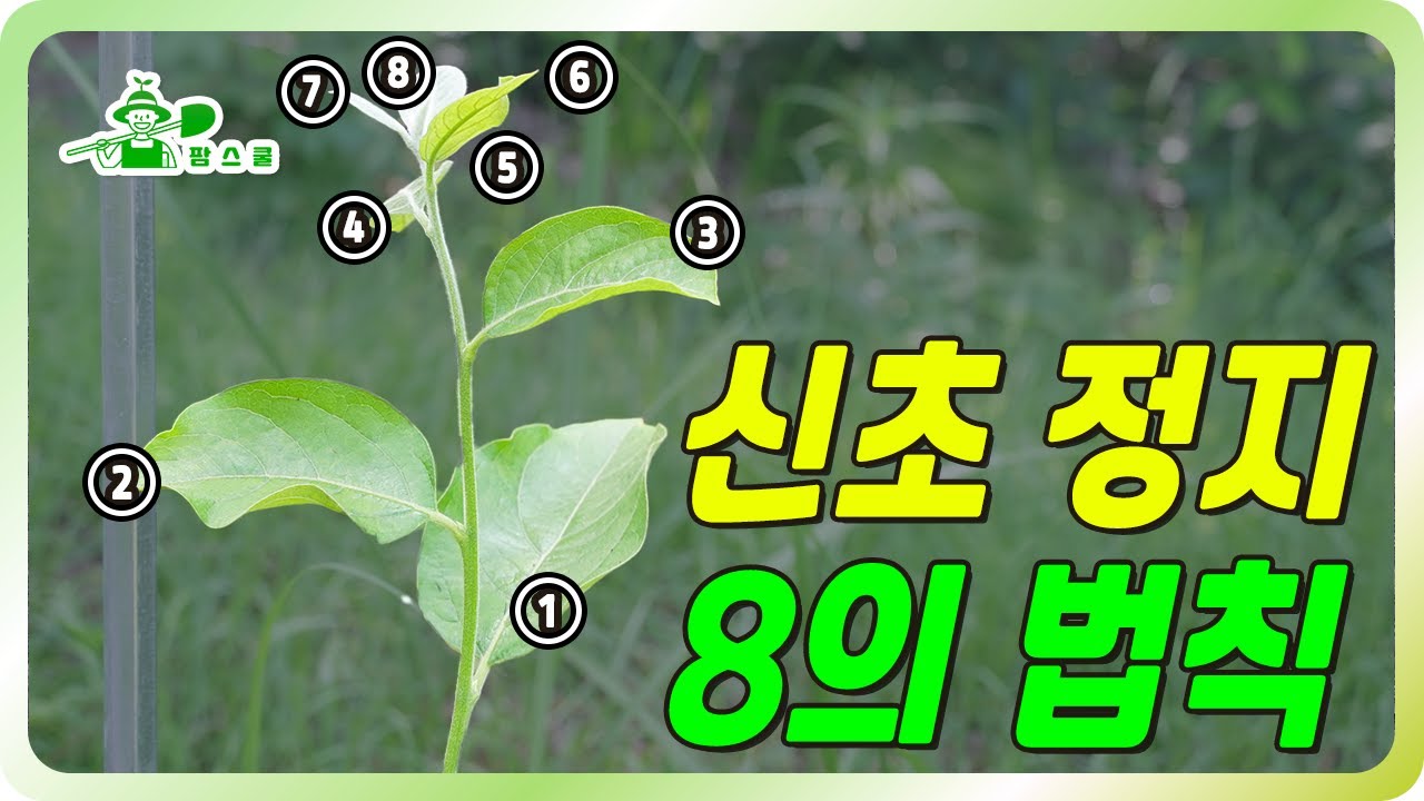 8의 법칙을 꼭 기억하고 실행하세요!! ㅣ 나무 평생을 좌우하는 분지각ㅣ2차 신초 정지 ㅣ 감나무 수형잡는 방법