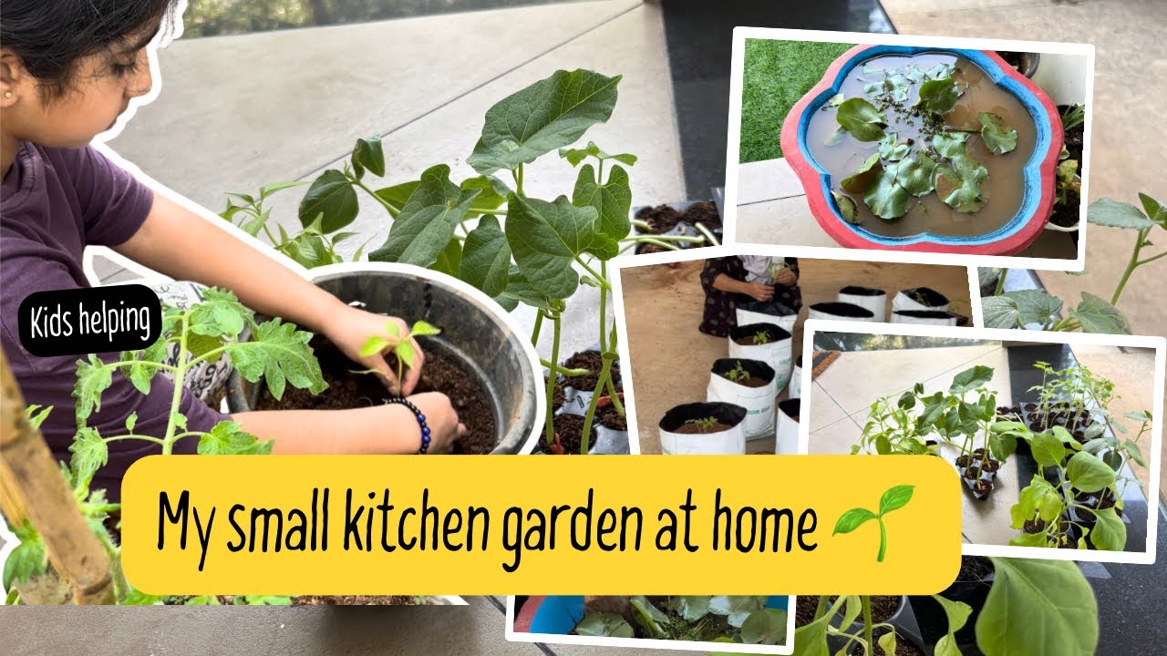 അടുക്കള തോട്ടം #kitchengardenathome #🌸 ആമ്പൽ (Āmbal) #gardening 
