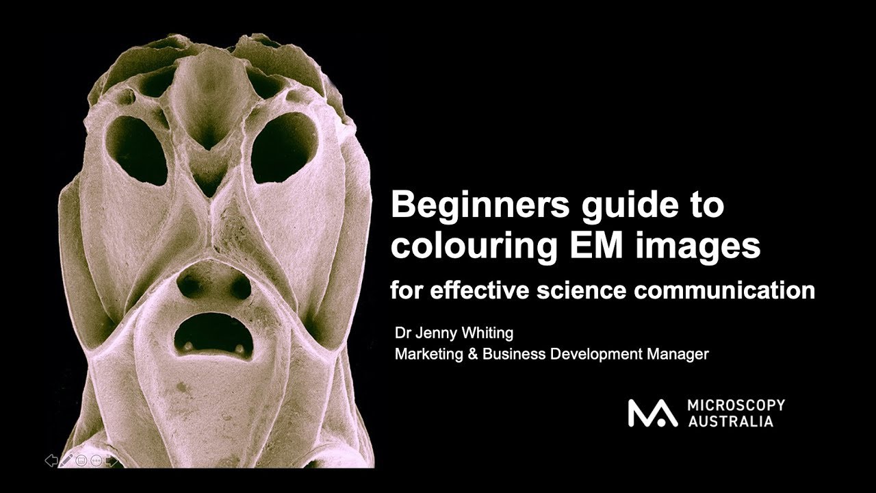 Beginner's Guide to Colouring Electron Microscope Images by Dr Jenny Whiting