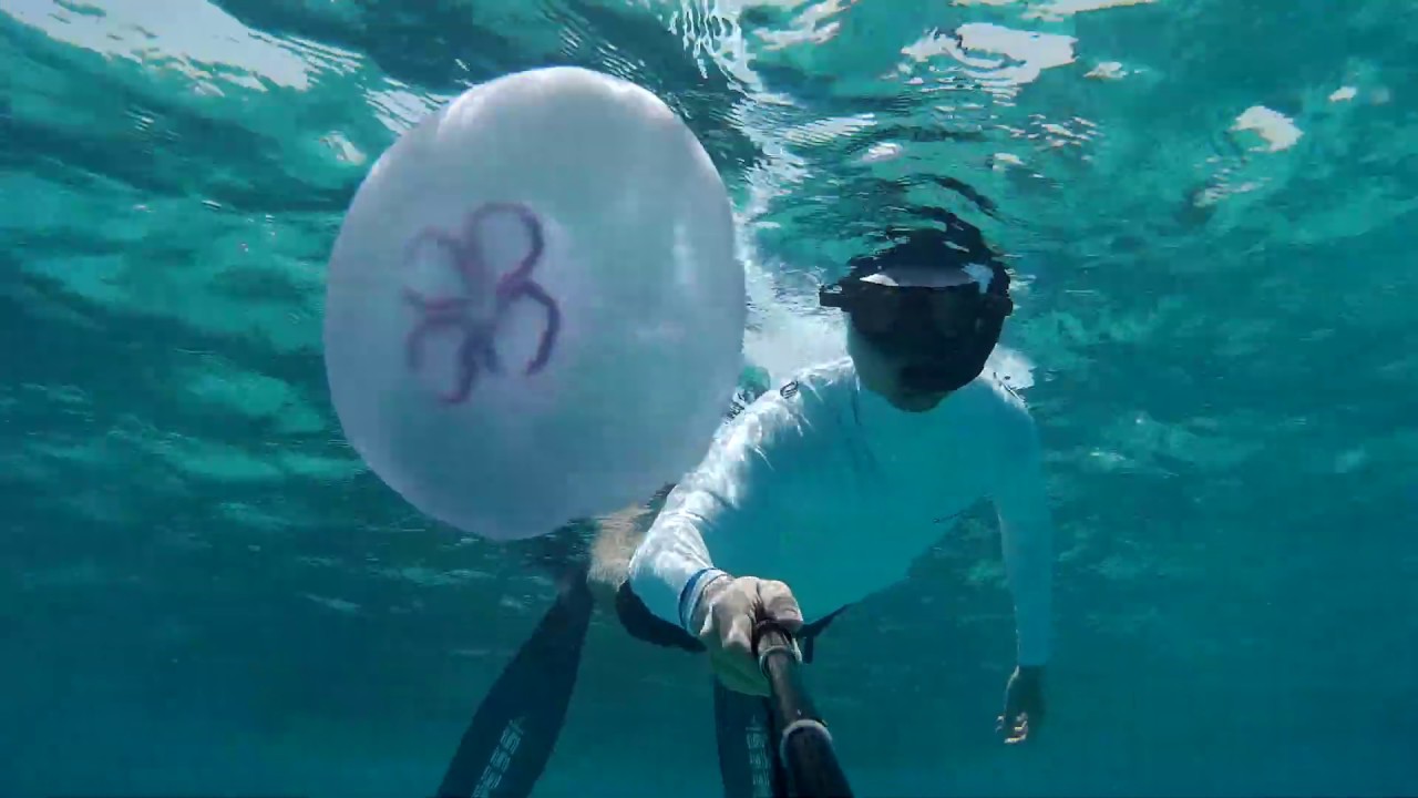 Snorkeling coral reef of Sunny Days El Palacio - Hurghada, Egipt