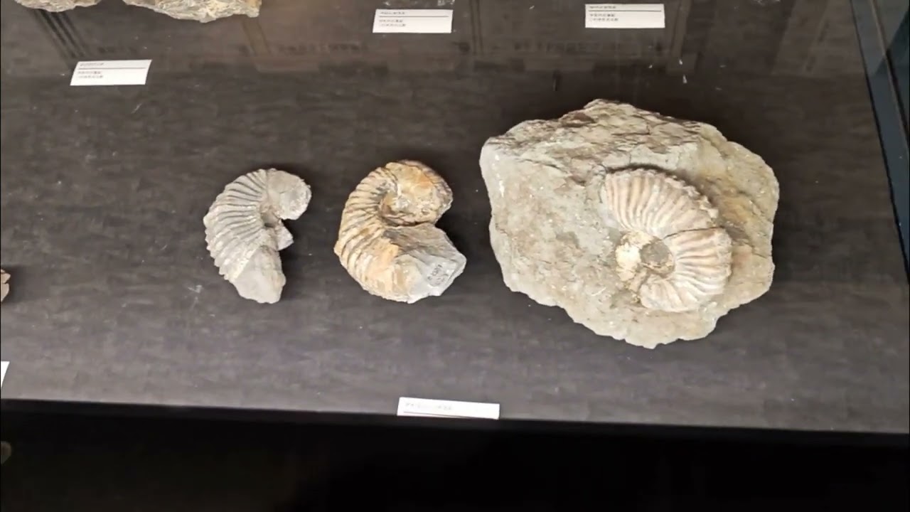 福島県いわき市「石炭　化石館」8500万年前の海…