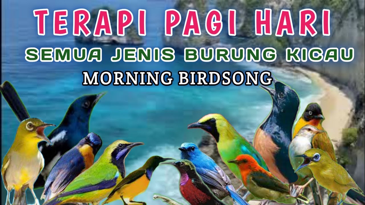 TERAPI BURUNG PAGI HARI DAN MALAM HARI, Nature sounds with birds, Tropical birds sounds