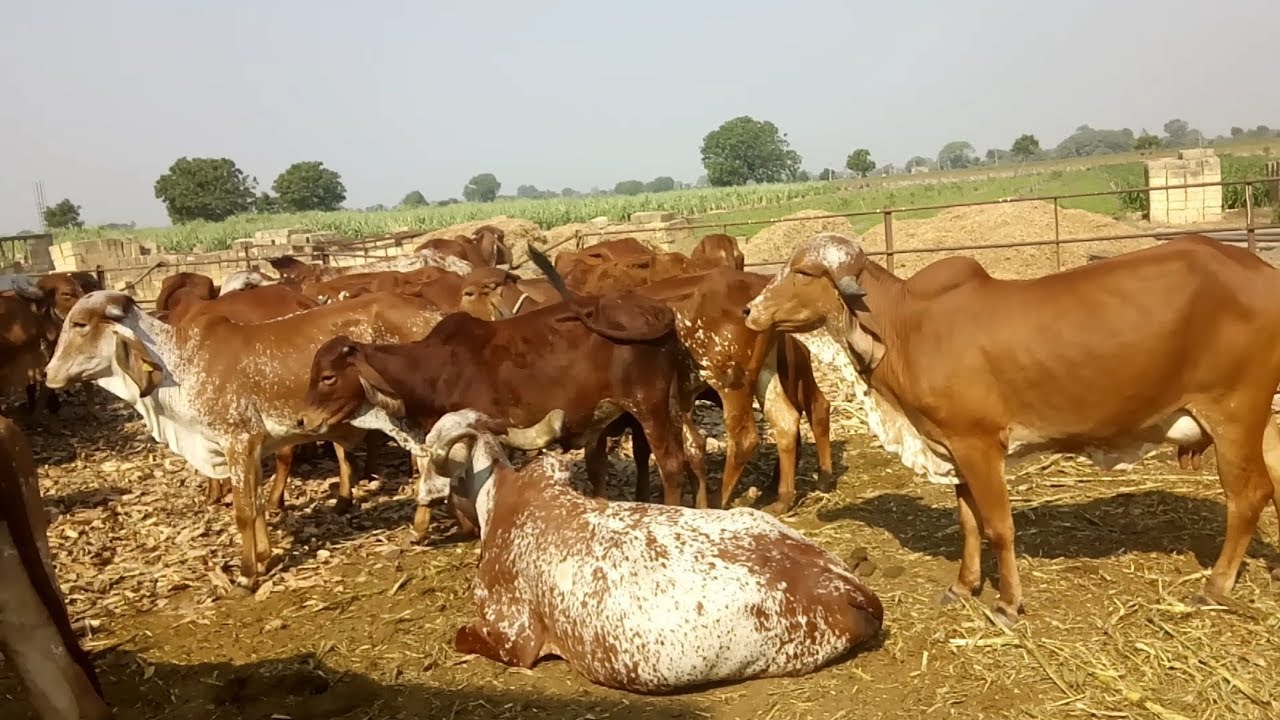 Gopi farm Jamka exposure visit || Gopi farm Jamka Gir || ORGANIC FARM || Gir Cow || ગીર ગાય ગૌશાળા