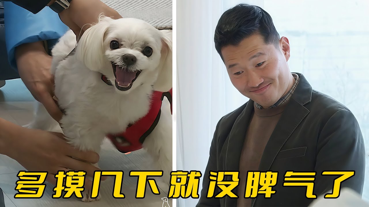 小狗瘋狂攻擊老公孩子，媽媽卻不願放棄堅持咬養，最後無奈只能請訓犬師