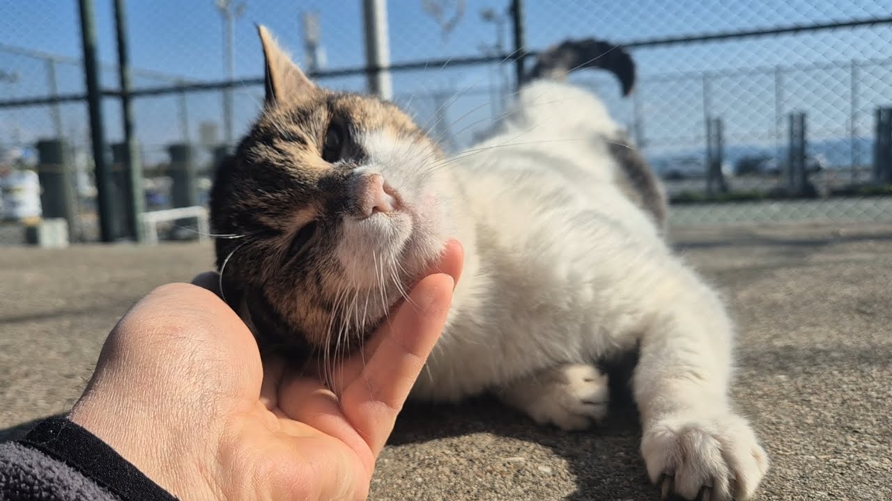 This Stray Cat Is So Friendly and Cute.