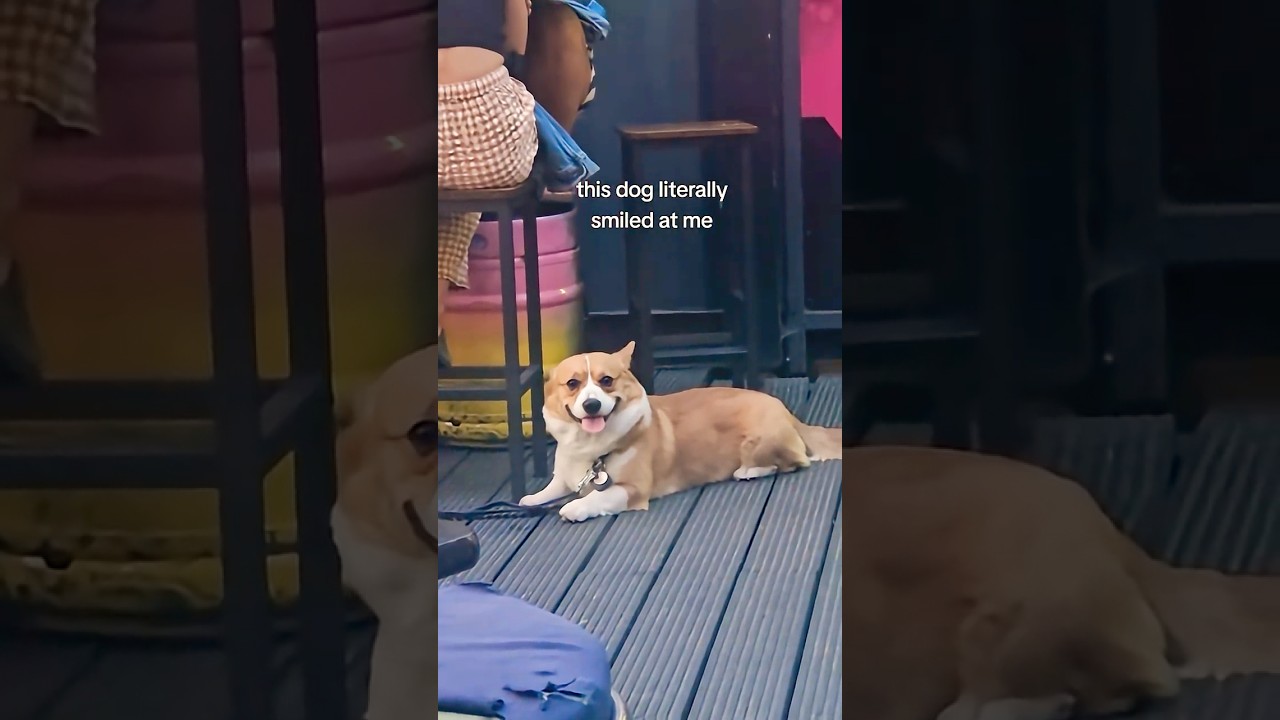 Adorable Corgi Smiles At Camera