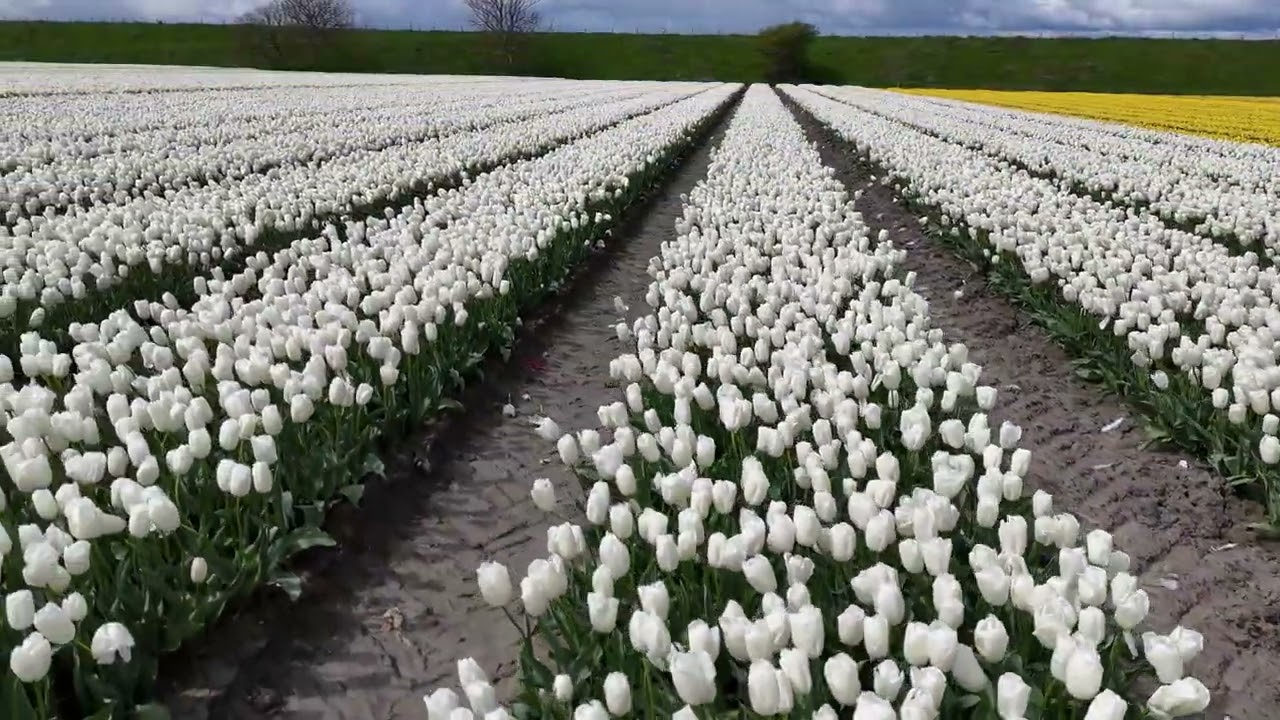 DeBeun Produkties  Tulpenvelden Noord Holland