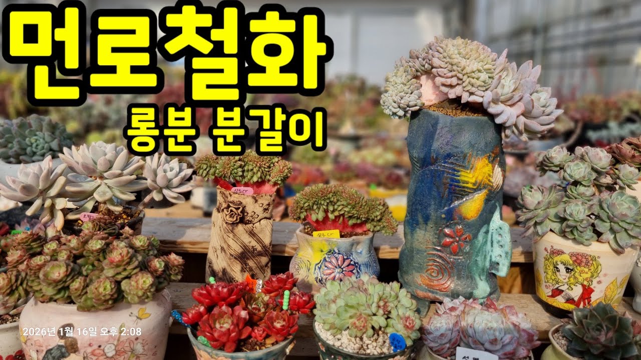 이런 다육이 분갈이는 제 스타일 아난데 ~ 분위기 전환 분갈이, 💕먼로철화 분갈이해요💕 