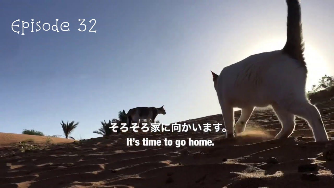 5月13日の猫とガゼルと朝の散歩。13th May Morning walk with cats and gazelles.