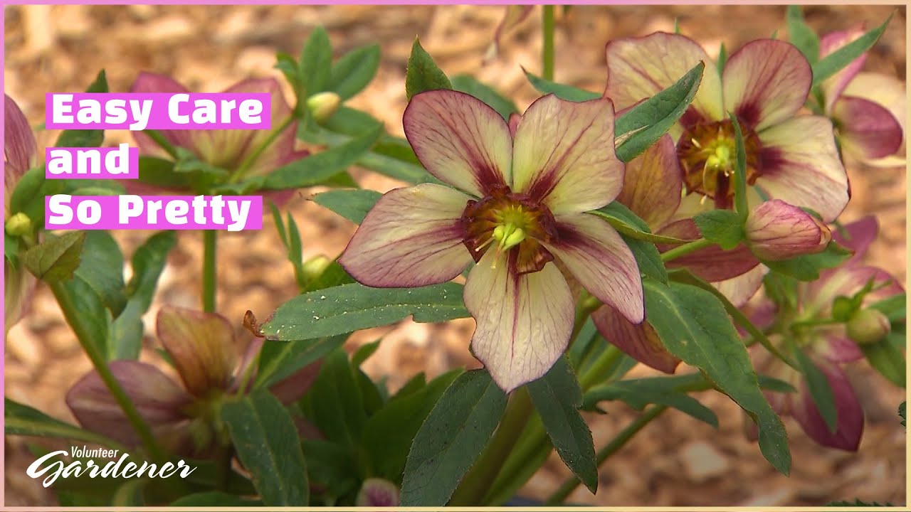 Hellebores: Culture and Attributes | Volunteer Gardener