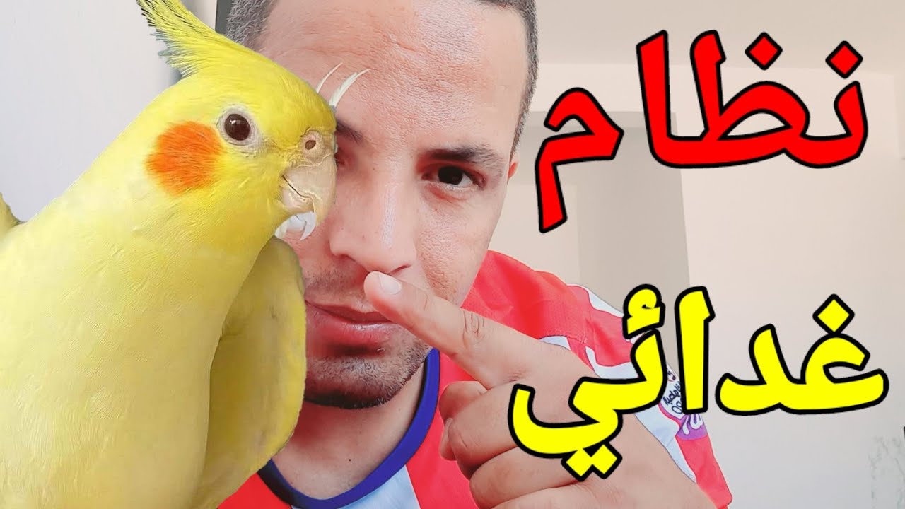 النظام الغذائي الصحيح و الصحي  لطيور كالوبسيت كوكتيل كروان
