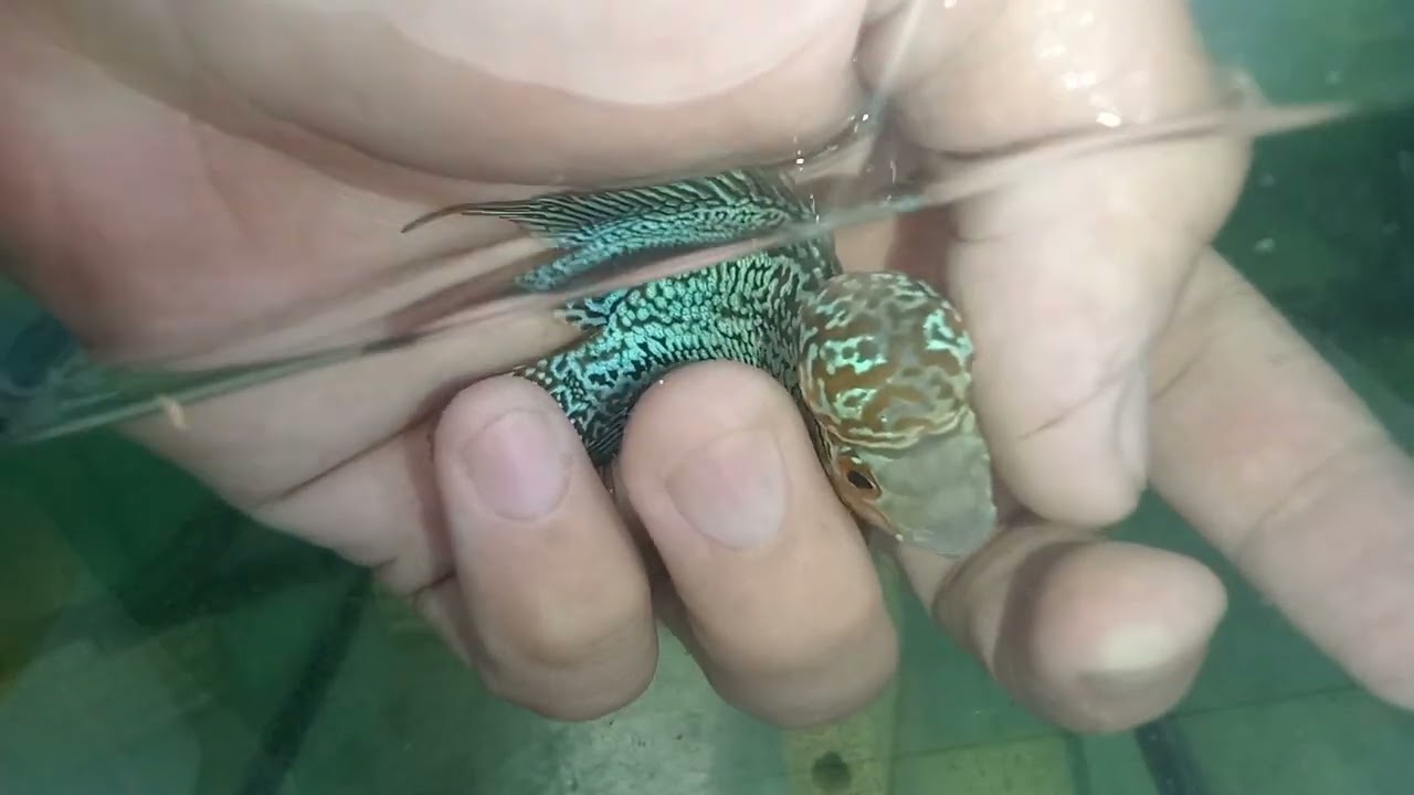 High Quality Zhen Zhu Flowerhorn