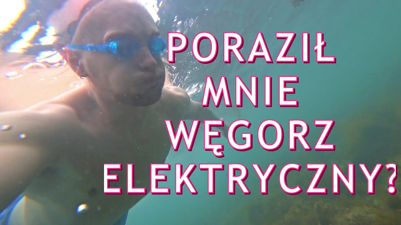 Czy w Australii łatwo spotkać kangura? - Jervis Bay i wybrzeże