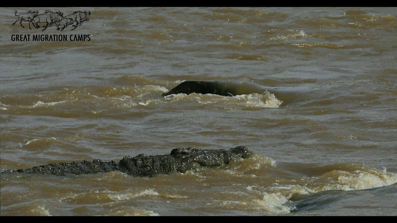 Crocodile kills wildebeest - Mara River, Serengeti with Great Migration Camps
