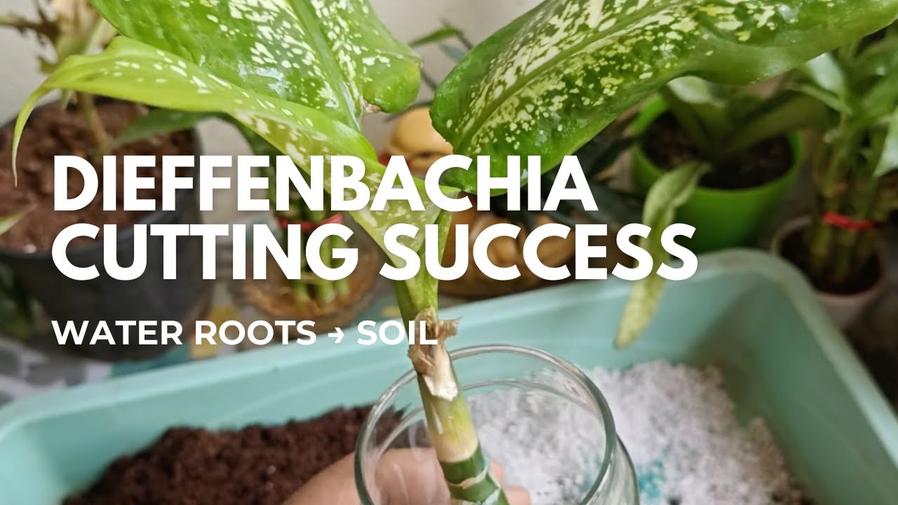 🌱 Как пересаживать черенки диффенбахии из воды в почву | Советы по размножению и уходу за диффенб...