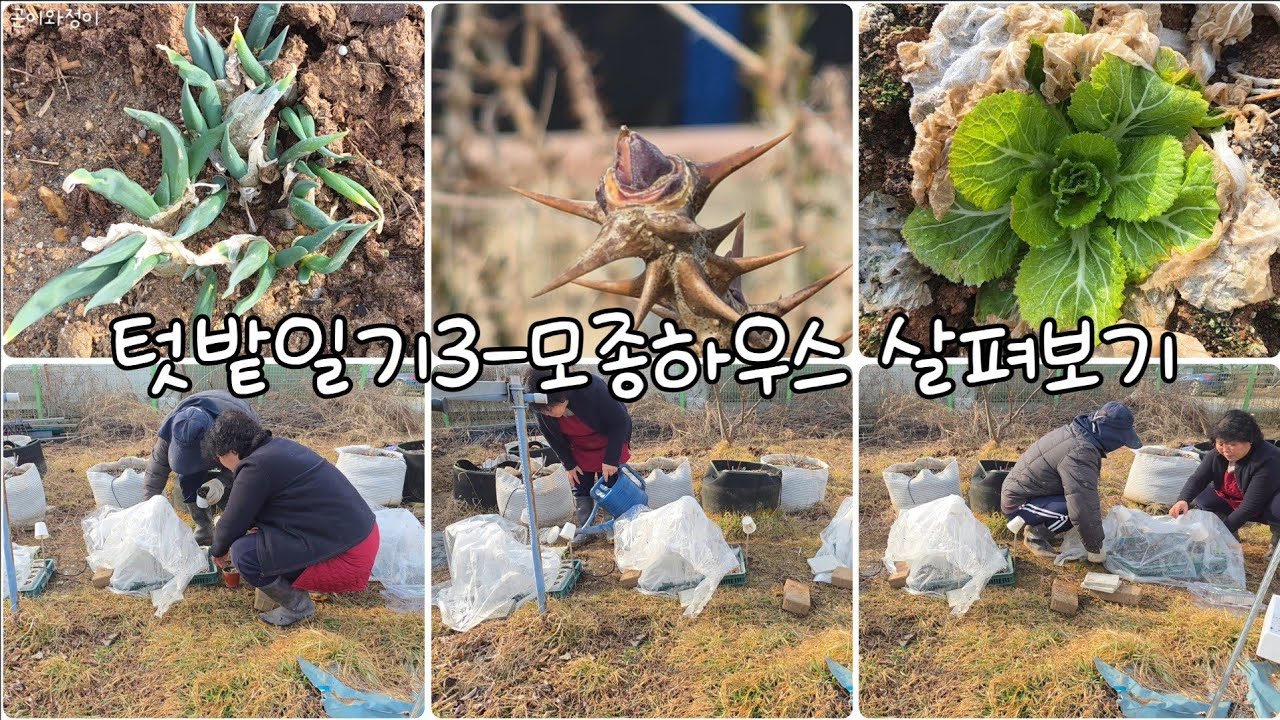 텃밭일기3-모종하우스 살펴보기