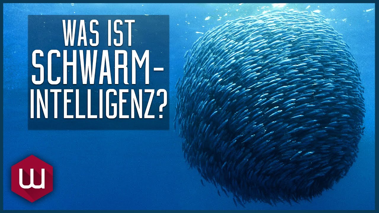 Was ist Schwarmintelligenz?