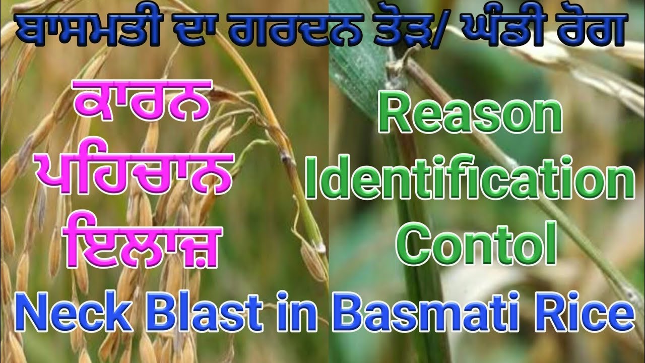 Neck blast management in Basmati Rice (ਬਾਸਮਤੀ ਵਿੱਚ ਗਰਦਨ ਤੋੜ ਬਿਮਾਰੀ ਦਾ ਇਲਾਜ)