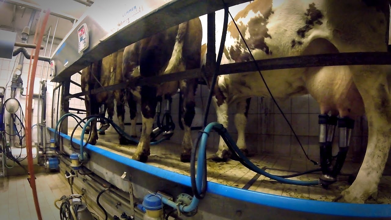 Milking cows on a small dairy farm