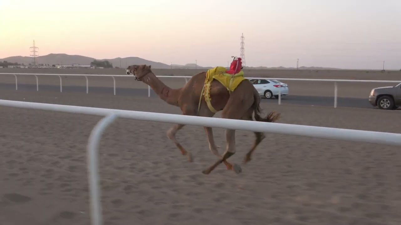 ٢ النادر  لـ دخيل الله جميعان العطوي